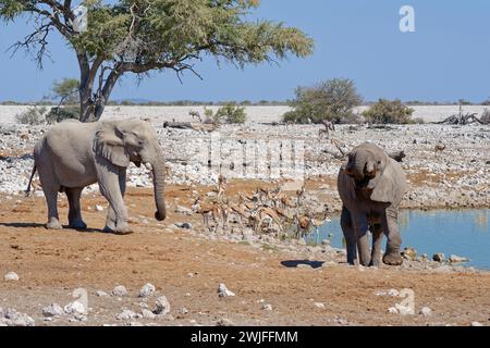 Éléphants de brousse d'Afrique (Loxodonta africana), éléphants mâles et troupeau de springboks (Antidorcas marsupialis) buvant au point d'eau d'Okaukuejo, parc national d'Etosha Banque D'Images