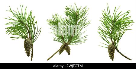 Ensemble de branches de pin isolées pour la décoration et la décoration florale. Branches résineuses médicinales. Noël et nouvel an. Décoration hivernale. PIN et cônes. Banque D'Images
