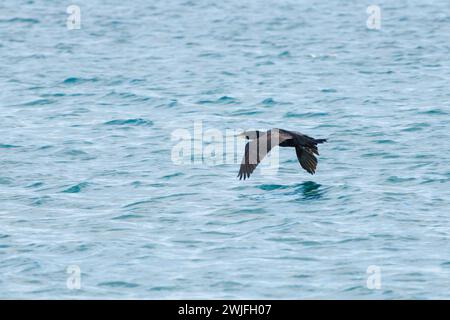 Cormoran (Phalacrocorax carbo) survolant la mer Méditerranée sur la côte d'El Campello, Espagne Banque D'Images