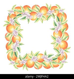 Cadre carré d'oranges avec des feuilles vertes et des fleurs blanches. Modèle d'agrumes d'été avec espace de copie illustration dessinée à la main isolée pour carte et invi Banque D'Images