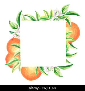 Cadre carré d'oranges avec des feuilles vertes et des fleurs blanches. Modèle d'agrumes d'été avec espace de copie illustration dessinée à la main isolée pour carte et invi Banque D'Images