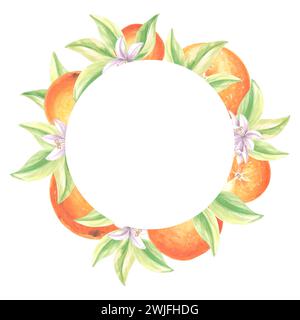 Cadre rond d'oranges avec des feuilles vertes et des fleurs blanches. Modèle d'agrumes d'été avec espace de copie. Illustration isolée dessinée à la main pour carte, autocollant Banque D'Images