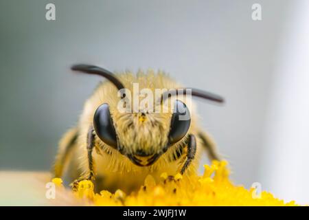 Plaster Bee Facing Camera sur Oxeye Daisy Banque D'Images