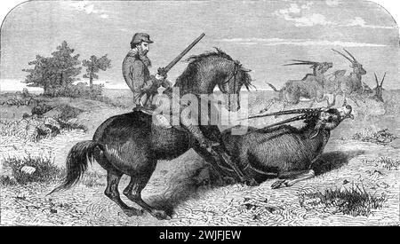 Chasseur européen sur Horesback chasse Oryx, Antelope ou Gemsbok Afrique. Gravure vintage ou historique ou illustration 1863 Banque D'Images