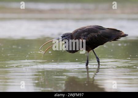 Ibis glacé, Plegadis Falcinellus, Isola della Cona, Italie Banque D'Images