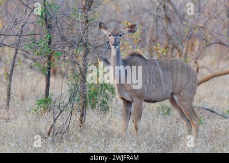 Greater kudu (Tragelaphus strepsiceros), femelle adulte debout dans l'herbe sèche, portrait d'animal, lumière du matin, parc national Kruger, Afrique du Sud, Afrique Banque D'Images