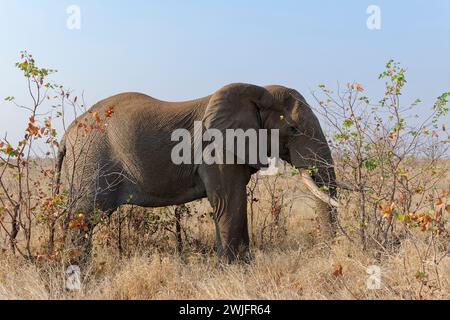 Éléphant de brousse d'Afrique (Loxodonta africana), mâle adulte se nourrissant d'herbe sèche, parc national Kruger, Afrique du Sud, Afrique Banque D'Images