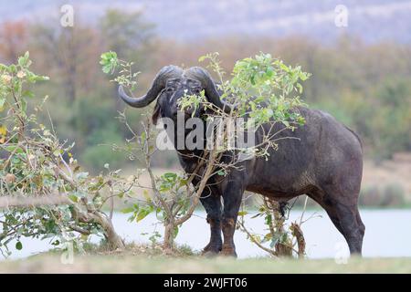 Buffalo du Cap (Syncerus caffer caffer), mâle adulte sur les rives de la rivière Letaba, attentif, portrait animal, Parc National Kruger, Afrique du Sud Banque D'Images