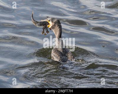 Cormoran mangeant un mulet vivant qu'il vient de prendre dans le fleuve Douro, au nord du Portugal Banque D'Images