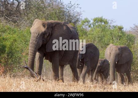 Éléphants de brousse d’Afrique (Loxodonta africana), troupeau avec jeunes marchant en file unique, l’un derrière l’autre, Parc National Kruger, Afrique du Sud Banque D'Images