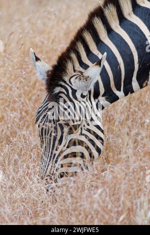 Zèbre de Burchell (Equus quagga burchellii), adulte se nourrissant dans de grandes herbes sèches, gros plan de la tête, parc national Kruger, Afrique du Sud, Afrique Banque D'Images