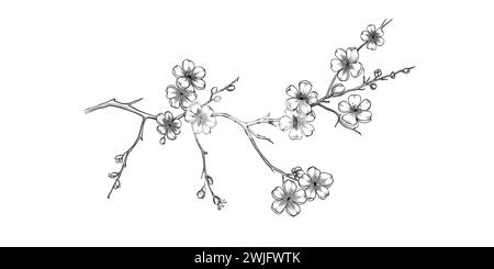 Arbre de branche illustration de vecteur d'été clipart d'automne clipart forêt naturelle, fleur de printemps de cerisier de fond Japon, branche de sakura en fleurs Illustration de Vecteur