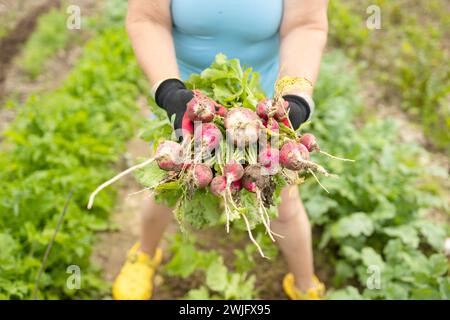 Bouquet de radis à la main sur fond de lits. Radis biologiques fraîchement cueillis dans le champ Banque D'Images