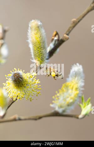 Kidderminster, UK.15th février, 2024. Météo britannique : le soleil chaud de l'hiver a tout bourdonnement et floraison! Les abeilles sauvages collectent déjà du pollen et remplissent leurs paniers de pollen jaune vif alors que les températures anormalement douces de la saison amènent les plantes en floraison précoce. Crédit : Lee Hudson/Alamy Live News Banque D'Images