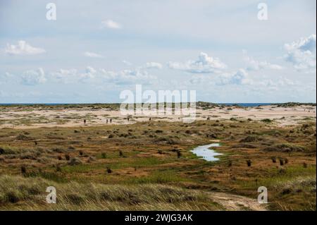 Dünenlandschaft mit Wanderern auf der Nordseeinsel Amrum en Frise du Nord *** paysage de dunes avec randonneurs sur l'île de la mer du Nord d'Amrum en Frise du Nord Banque D'Images