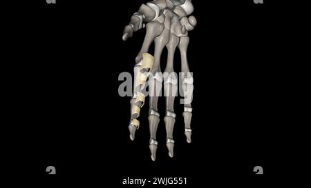 Le ligament annulaire est une structure complexe formée de la capsule, du complexe ligamentaire latéral collatéral et du muscle supinateur qui agissent à l'unisson Banque D'Images