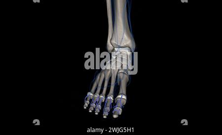 Les artères digitales dorsales du pied fournissent du sang fraîchement oxygéné aux orteils 3d illustration Banque D'Images