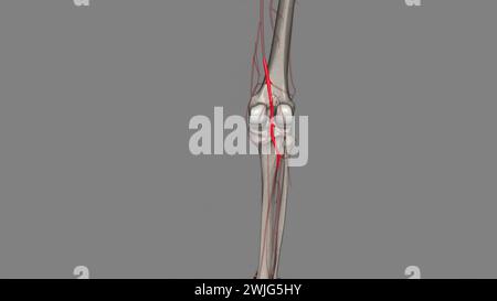 L'artère poplitée est l'une des artères majeures de l'illustration leg3d C'est une continuation de l'illustration de l'artère fémorale 3D. Banque D'Images
