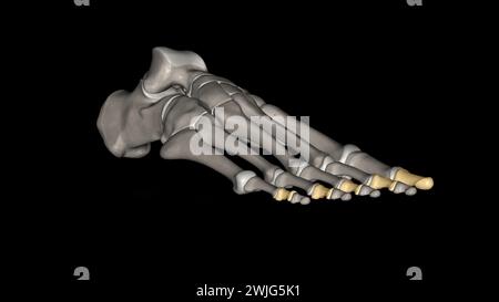 Les phalanges moyennes (pied) sont quelques-uns des os longs plus petits qui forment les orteils des pieds illustration 3D. Banque D'Images