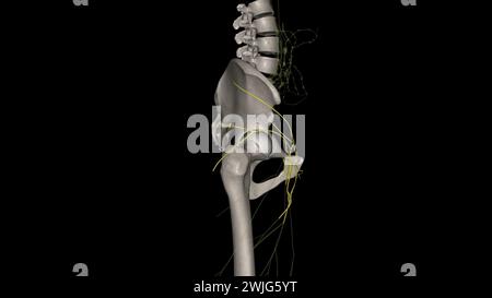 Les composants du système lymphatique comprennent la lymphe, les vaisseaux lymphatiques et les plexus, les ganglions lymphatiques, les cellules lymphatiques, illustration 3D. Banque D'Images