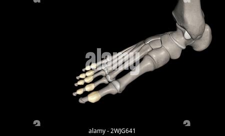 Les articulations interphalangiennes du pied se trouvent entre les os de phalange des orteils dans l'illustration des pieds 3D. Banque D'Images