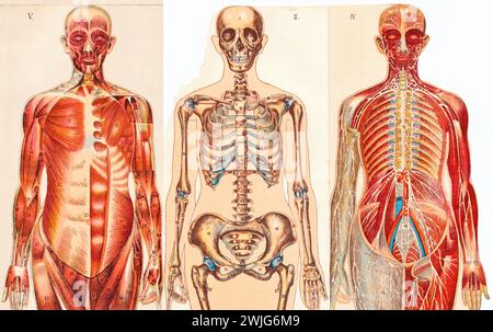 Illustrations médicales d'une figure masculine, Allemagne, vers 1930, Europe Banque D'Images