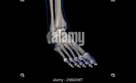 Les artères digitales dorsales du pied fournissent du sang fraîchement oxygéné aux orteils 3d illustration Banque D'Images