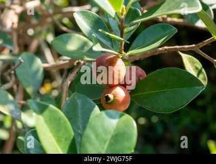 Jambu Brésil, goyave Cattley (Psidium cattleianum) fruits sur son arbre. Banque D'Images