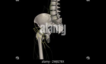 Les composants du système lymphatique comprennent la lymphe, les vaisseaux lymphatiques et les plexus, les ganglions lymphatiques, les cellules lymphatiques, illustration 3D. Banque D'Images