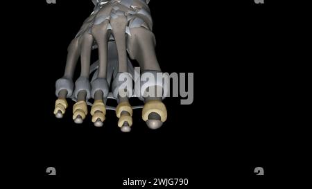 Les articulations interphalangiennes du pied se trouvent entre les os de phalange des orteils dans l'illustration des pieds 3D. Banque D'Images