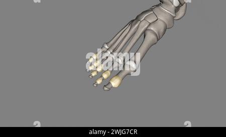 Les articulations interphalangiennes du pied se trouvent entre les os de phalange des orteils dans l'illustration des pieds 3D. Banque D'Images