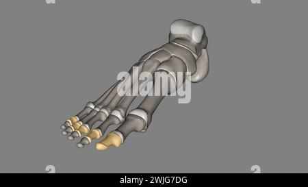 Les phalanges moyennes (pied) sont quelques-uns des os longs plus petits qui forment les orteils des pieds illustration 3D. Banque D'Images