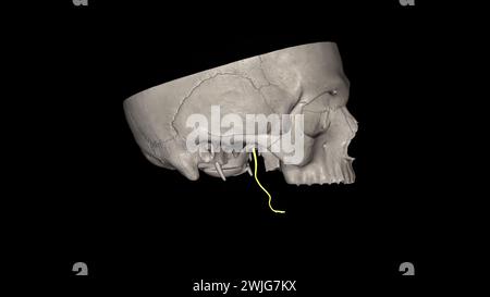 Le nerf lingual porte l'innervation sensorielle des deux tiers antérieurs de la langue. Banque D'Images