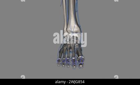 Les artères digitales dorsales du pied fournissent du sang fraîchement oxygéné aux orteils 3d illustration Banque D'Images