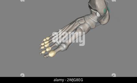 Les articulations interphalangiennes du pied se trouvent entre les os de phalange des orteils dans l'illustration des pieds 3D. Banque D'Images