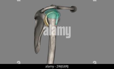 Capsule articulaire de l'articulation gléno-humérale 3d illustration Banque D'Images