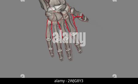 La première artère métacarpienne dorsale, qui provient directement de la branche profonde de l'artère radiale, illustration 3D. Banque D'Images