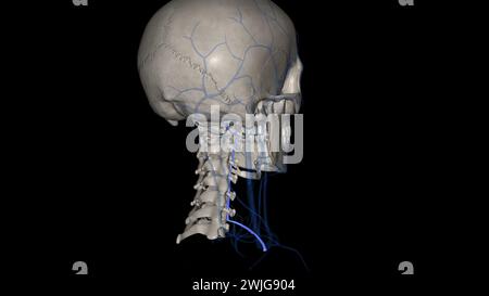 La veine vertébrale provient du plexus veineux externe au niveau de l'arc postérieur de l'atlas (C1) 3d illustration Banque D'Images