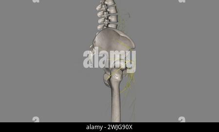 Les composants du système lymphatique comprennent la lymphe, les vaisseaux lymphatiques et les plexus, les ganglions lymphatiques, les cellules lymphatiques, illustration 3D. Banque D'Images