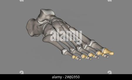 Les phalanges moyennes (pied) sont quelques-uns des os longs plus petits qui forment les orteils des pieds illustration 3D. Banque D'Images