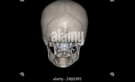 Tête, ligaments et os illustration 3D. Banque D'Images