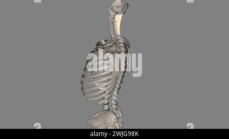 Le ligament nucal est un ligament à l'arrière du cou qui est continu avec l'illustration 3d du ligament supraspineux Banque D'Images