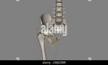 Les composants du système lymphatique comprennent la lymphe, les vaisseaux lymphatiques et les plexus, les ganglions lymphatiques, les cellules lymphatiques, illustration 3D. Banque D'Images