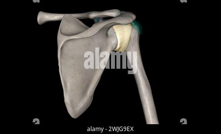 Capsule articulaire de l'articulation gléno-humérale 3d illustration Banque D'Images