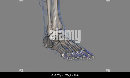 Les artères digitales dorsales du pied fournissent du sang fraîchement oxygéné aux orteils 3d illustration Banque D'Images