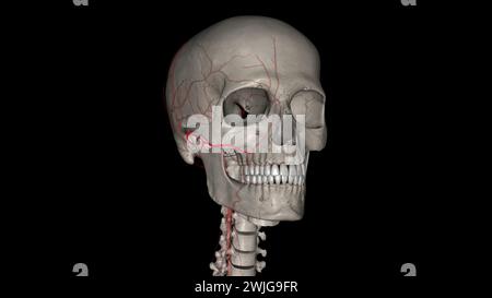 L'artère faciale transversale (AFT) est une branche de l'artère temporale superficielle qui perfuse l'illustration 3d de la face latérale Banque D'Images