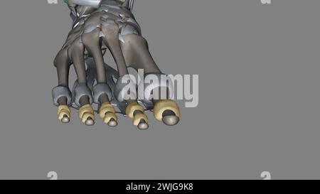 Les articulations interphalangiennes du pied se trouvent entre les os de phalange des orteils dans l'illustration des pieds 3D. Banque D'Images