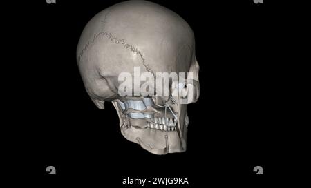 Tête, ligaments et os illustration 3D. Banque D'Images