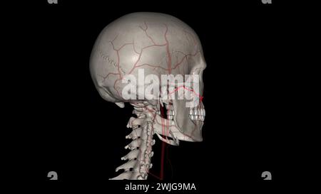 L'artère faciale transversale (AFT) est une branche de l'artère temporale superficielle qui perfuse l'illustration 3d de la face latérale Banque D'Images