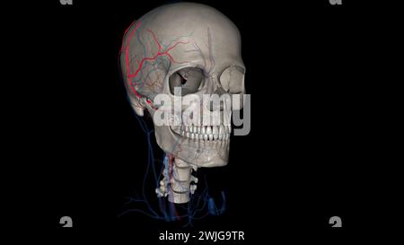 L'artère temporale superficielle est une branche terminale de votre artère carotide externe, qui est dans votre cou illustration 3D. Banque D'Images